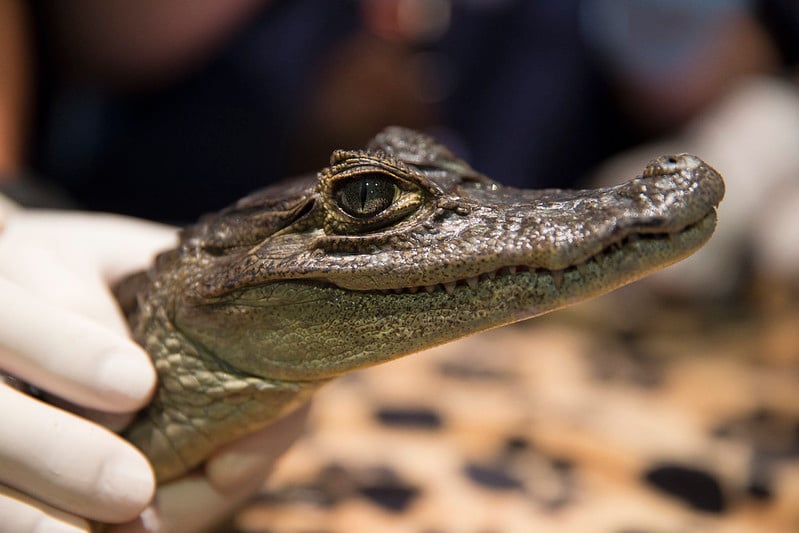 35842859805_a2a1c9991e_c