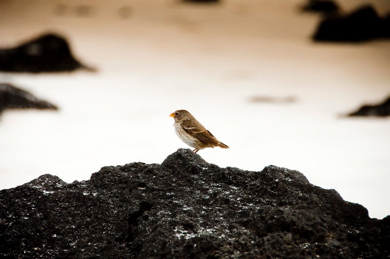 4033269754_d80df3ed19_c